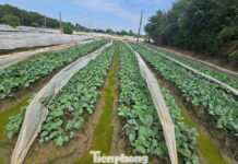 Hanoi Officially Approves New Land Price List, Agricultural Land Peaks at 290,000 VND/m²