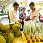 From Low-Value Crop to Vietnam’s Export Superstar