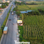 “Once-a-Year Root Delicacy: Crisp, Sweet, and Dew-Fresh Flavor That Leaves You Longing for More”