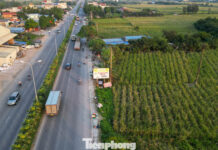 “Once-a-Year Root Delicacy: Crisp, Sweet, and Dew-Fresh Flavor That Leaves You Longing for More”