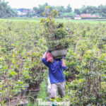 Farmers Rush to Protect Tet Mai Trees from Impending Storm