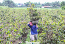 Farmers Rush to Protect Tet Mai Trees from Impending Storm