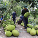 Fresh Vietnamese Jackfruit Secures Export Clearance to China: What Opportunities Lie Ahead?