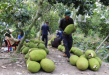Fresh Vietnamese Jackfruit Secures Export Clearance to China: What Opportunities Lie Ahead?