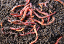 “Father of ST25 Rice Stunned by ‘Strange Creature’ Discovered in Fields, Calls It a Natural Miracle”