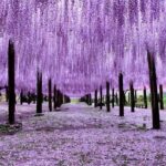 Enterprise Reports 15x Profit Surge Year-Over-Year, Stock Hits 9 Consecutive Circuit Breakers, Soaring 150% in Just 2 Months