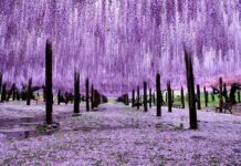 Enterprise Reports 15x Profit Surge Year-Over-Year, Stock Hits 9 Consecutive Circuit Breakers, Soaring 150% in Just 2 Months