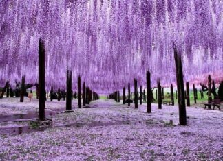 Enterprise Reports 15x Profit Surge Year-Over-Year, Stock Hits 9 Consecutive Circuit Breakers, Soaring 150% in Just Two Months