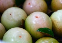 Vietnam’s “Cash Crop” Fruit Gains First-Ever U.S. Import Approval