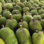 Vietnamese Fruit Gains Official Export Status to China: Farmers Reap Significant Benefits!