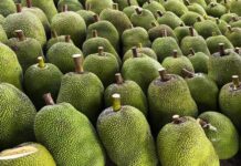 Vietnamese Fruit Gains Official Export Status to China: Farmers Reap Significant Benefits!