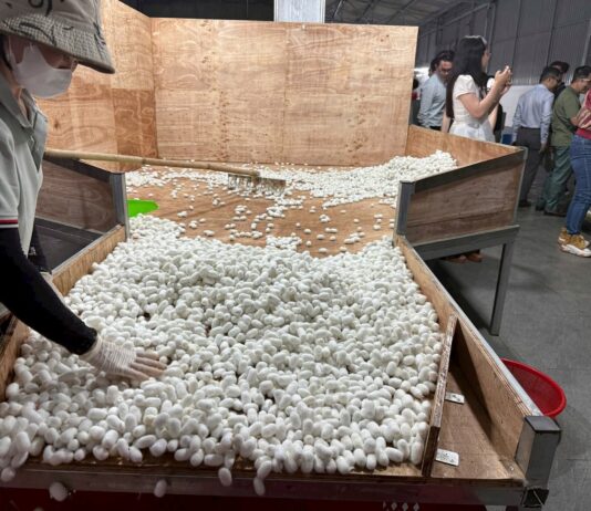 Unveiling the Secrets of Bầu Đức’s Silk Factory: Exporting Premium Silk at $70/kg