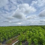 Bolaven Plateau’s Silk Revolution: Bầu Đức’s 2,000-Hectare Mulberry Farm and the $70 Formula Outshining All Crops