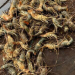 Massive Floods Cause Widespread Lobster Deaths, Prices Plummet to Just 200,000 VND/kg