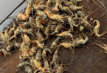 Massive Floods Cause Widespread Lobster Deaths, Prices Plummet to Just 200,000 VND/kg