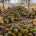 U.S. Lifts Tariffs on Billion-Dollar Commodity, Yet Philippine Farmers Struggle with Low Prices; Vietnam Faces Similar Price Plunge