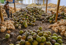 U.S. Lifts Tariffs on Billion-Dollar Commodity, Yet Philippine Farmers Struggle with Low Prices; Vietnam Faces Similar Price Plunge