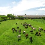 Unraveling the Complex “DNA” of a Glass of Milk with the Aftertaste of 20 Types of Grass and Flowers