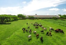 Unraveling the Complex “DNA” of a Glass of Milk with the Aftertaste of 20 Types of Grass and Flowers