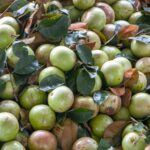 Bustling Lò Rèn Milk Fruit Season Brings Hundreds of Millions to Local Growers