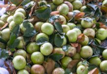 Bustling Lò Rèn Milk Fruit Season Brings Hundreds of Millions to Local Growers
