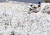 U.S. Cotton Exports to Vietnam Surge as China Shipments Plummet, Propelling Vietnam to World’s Third-Largest Consumer