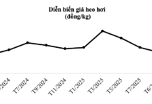 Pig Prices Surge 36% to $2.80/kg Amid Supply Shortages, Boosting Profits for High-Tech Farming Giants