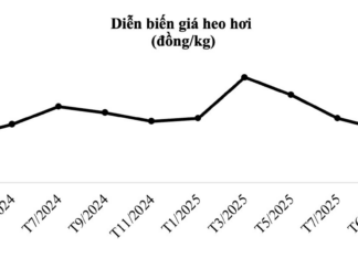 Pig Prices Surge 36% to $2.80/kg Amid Supply Shortages, Boosting Profits for High-Tech Farming Giants