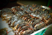 Vietnam’s Underwater Treasure ‘Swims’ to the U.S. and Japan: Exports Skyrocket Over 600%, World-Leading Quality in High Demand