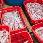 Vietnam’s Hidden Gem, Not Durian, Draws Thailand’s Relentless Pursuit: Exports Surge, Earning Hundreds of Millions in USD