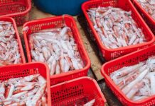 Vietnam’s Hidden Gem, Not Durian, Draws Thailand’s Relentless Pursuit: Exports Surge, Earning Hundreds of Millions in USD