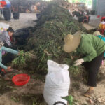 Chinese Traders’ Moves Trigger Sharp Decline in Fresh Areca Nut Prices