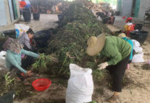 Chinese Traders’ Moves Trigger Sharp Decline in Fresh Areca Nut Prices