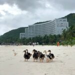 “17 Ducks Swept into Pham Nhat Vuong’s Vinpearl Nha Trang Resort: Naming Contest Launched with 17 Ticket Pair Prizes”