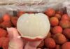 Australian Lychees Fetch Nearly $200 per 5kg Box in Vietnam