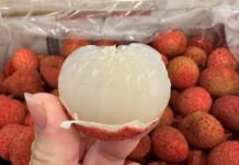 Australian Lychees Fetch Nearly $200 per 5kg Box in Vietnam