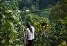 “Golden Brown” Boom in Key BRICS Nation: 81% Surge Threatens Vietnam’s Top Global Dominance