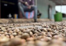 Vietnam’s Billion-Dollar Specialty Crop Surges as Chinese Buyers Pay Premium Prices, Propelling Exports Far Ahead of Global Competitors