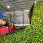 “Vietnam’s ‘Happy Fruits’ Spark Import Race Among Japan, China, and Global Giants”