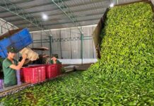 “Vietnam’s ‘Happy Fruits’ Spark Import Race Among Japan, China, and Global Giants”