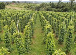 “Vietnam’s Premium Exports Hit U.S. Market at Sky-High Prices: Market Share Surpasses Combined Competitors Amid Global Scarcity”