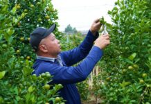 Tết 2026: Farmers in Hanoi Predict 15% Profit Drop for Kumquat and Peach Trees, Despite No Buyers Yet