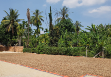 African Savior Lands in Vietnam, Propelling Exports to Surpass Global Competitors: Vietnam Spends Billions Annually on Imports, Highly Favored by Americans