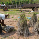 China’s Surprising New Target: Vietnam’s Specialty Product – Securing Over 95% of Output, Vietnam Emerges as the World’s Second-Largest Supplier