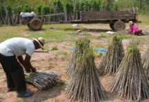 China’s Surprising New Target: Vietnam’s Specialty Product – Securing Over 95% of Output, Vietnam Emerges as the World’s Second-Largest Supplier