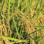 Thai Rice Prices Plummet, but a Surprising Asian Savior Emerges: Exports Skyrocket 6x Compared to Previous Years, Targeting a Nation in Severe Shortage