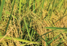 Thai Rice Prices Plummet, but a Surprising Asian Savior Emerges: Exports Skyrocket 6x Compared to Previous Years, Targeting a Nation in Severe Shortage