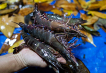 Vietnam’s Secret Export Star Outshines Durian in China: Raking in Over $1.2B, Secures 2nd Global Spot