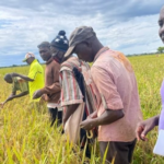 China’s ‘Super Green Rice’ Revolutionizes African Agriculture: Outpacing Vietnam’s Viral Strain in Cuba