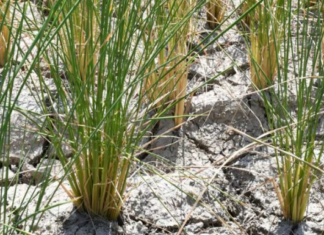 India’s Rice Woes: Export Halves as Global Pressure Mounts, 1% Tax Break Lost